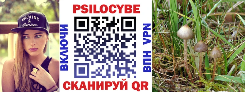Псилоцибиновые грибы Psilocybe Горно-Алтайск